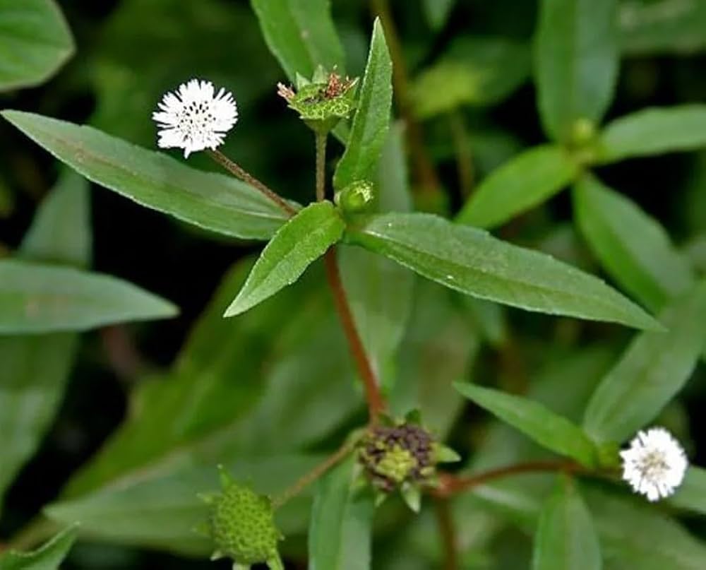 kaufen bhringraj flower pflanzung samen Stück, 100 Stück
