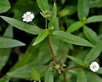 kaufen bhringraj flower pflanzung samen Stück, 100 Stück