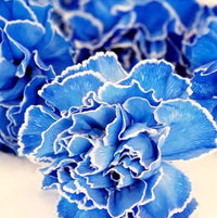 dunkel Blau Nelke Blumensamen zur Aussaat duftend Blüten Traditionssorte & ohne Gentechnik Samen Hausgarten