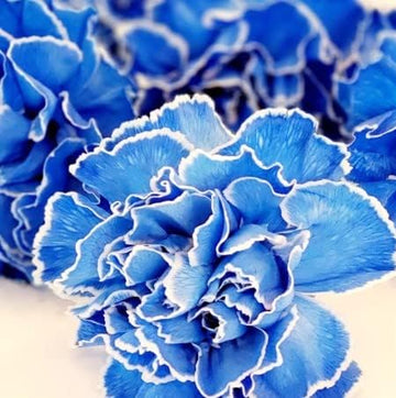 dunkel Blau Nelke Blumensamen zur Aussaat duftend Blüten Traditionssorte & ohne Gentechnik Samen Hausgarten