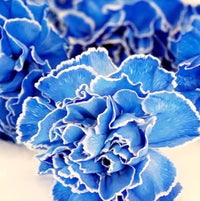 Weiß Blau Nelke Caryophyllus Blumensamen zur Aussaat ideal Rabatten Traditionssorte & ohne Gentechnik Samen Hausgarten