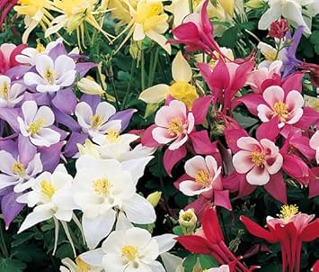 Columbine blume samen for anpflanzung premium quality heirloom & gmo free samen for home garten 
 
 sale for anpflanzung in home garten