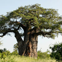 Afrikanischer Baobab-Baum Baum Samen für einfaches Anpflanzen