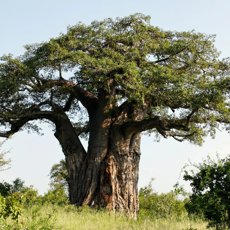 Afrikanischer Baobab-Baum Baum Samen für einfaches Anpflanzen