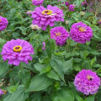 Amethyst blume samen (4g) for vibrant lila blooms