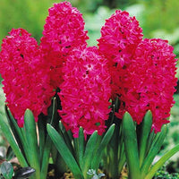 Rot hyacinth blume samen for anpflanzung - sun loving, heirloom & gmo free samen for home garten
 
 sale for anpflanzung in home garten.