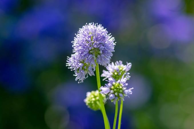 Globe Gilla Samen Globe-Shaped Blumen