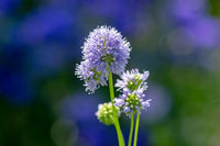 Globe Gilla Samen Globe-Shaped Blumen