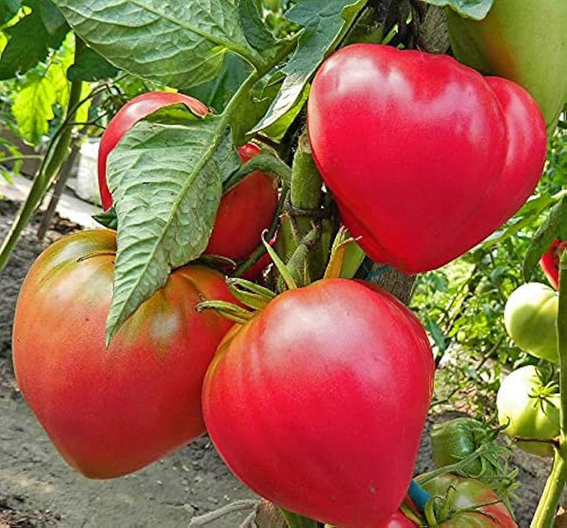 Graines de tomate rose Oxheart à planter