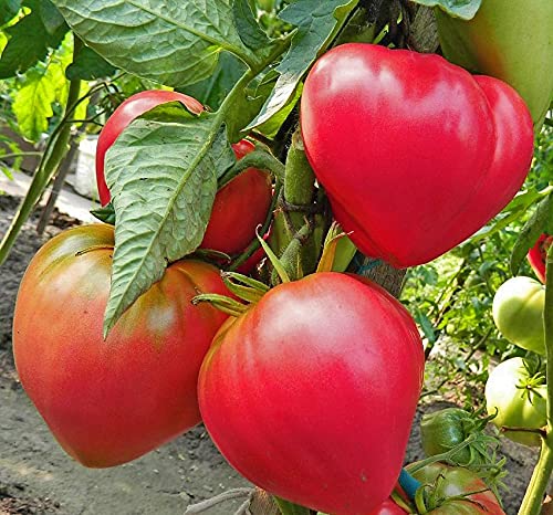 Pink Oxheart Tomate Samen zum Pflanzen