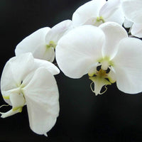 Weiß (weiß phalaenopsis) samen for anpflanzung in home garten