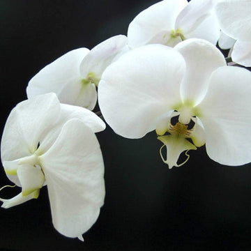 Weiß (weiß phalaenopsis) samen for anpflanzung in home garten