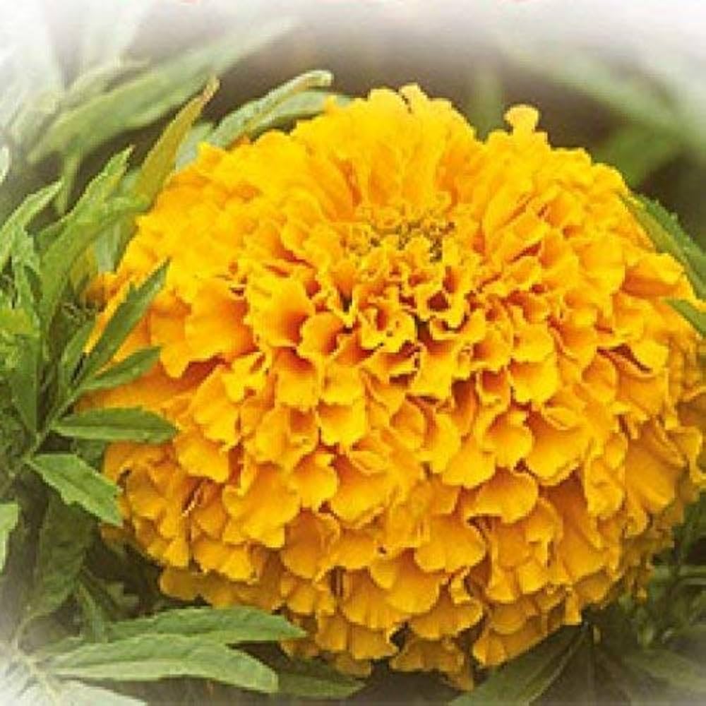African Studentenblume Tagetes Samen – leuchtend Orange-Gelb Blume Mischung
