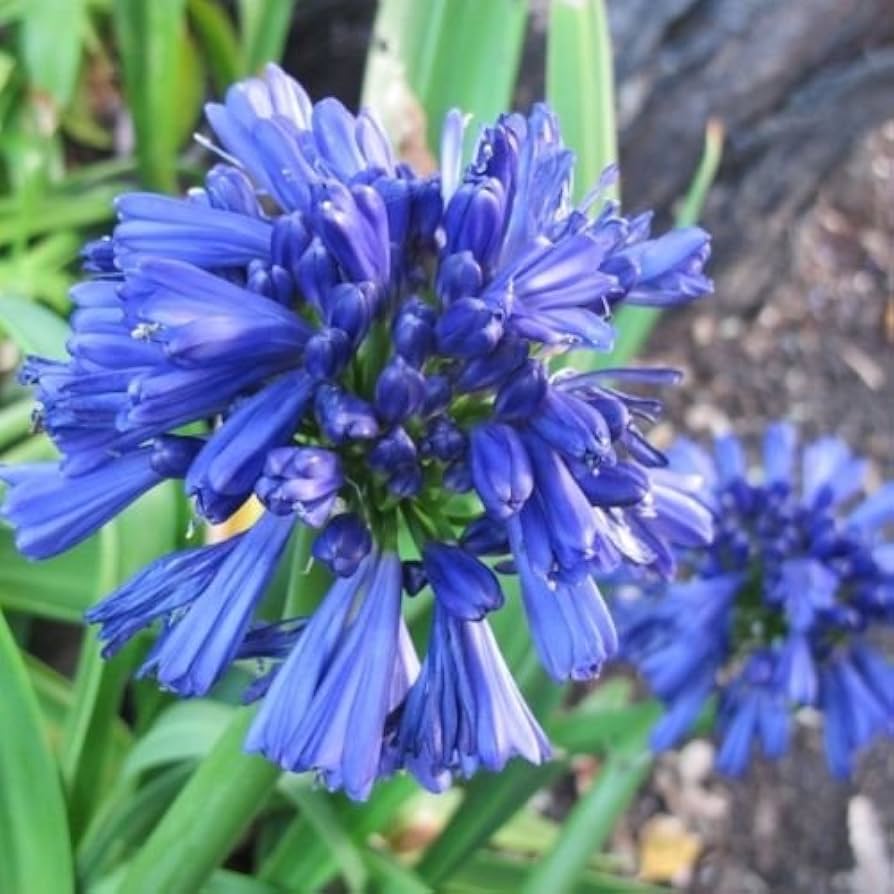 Blau Nile Agapanthus Blumensamen zur Aussaat – Wildblume Mischung – Traditionssorte & ohne Gentechnik Samen Hausgarten