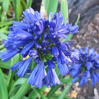 Blau Nile Agapanthus Blumensamen zur Aussaat – Wildblume Mischung – Traditionssorte & ohne Gentechnik Samen Hausgarten