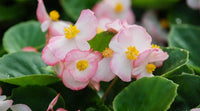 Rosa weiß begonia blume samen for anpflanzung - wildflower mix, heirloom & gmo free samen for home garten
 
 sale for anpflanzung in home garten