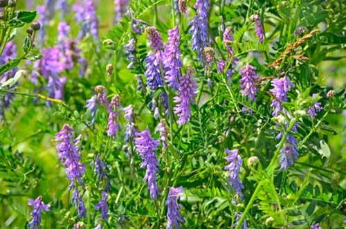 Gemischt Wicke Blumensamen zur Aussaat hochwertige Qualitäts- Traditionssorte & ohne Gentechnik Samen Hausgarten