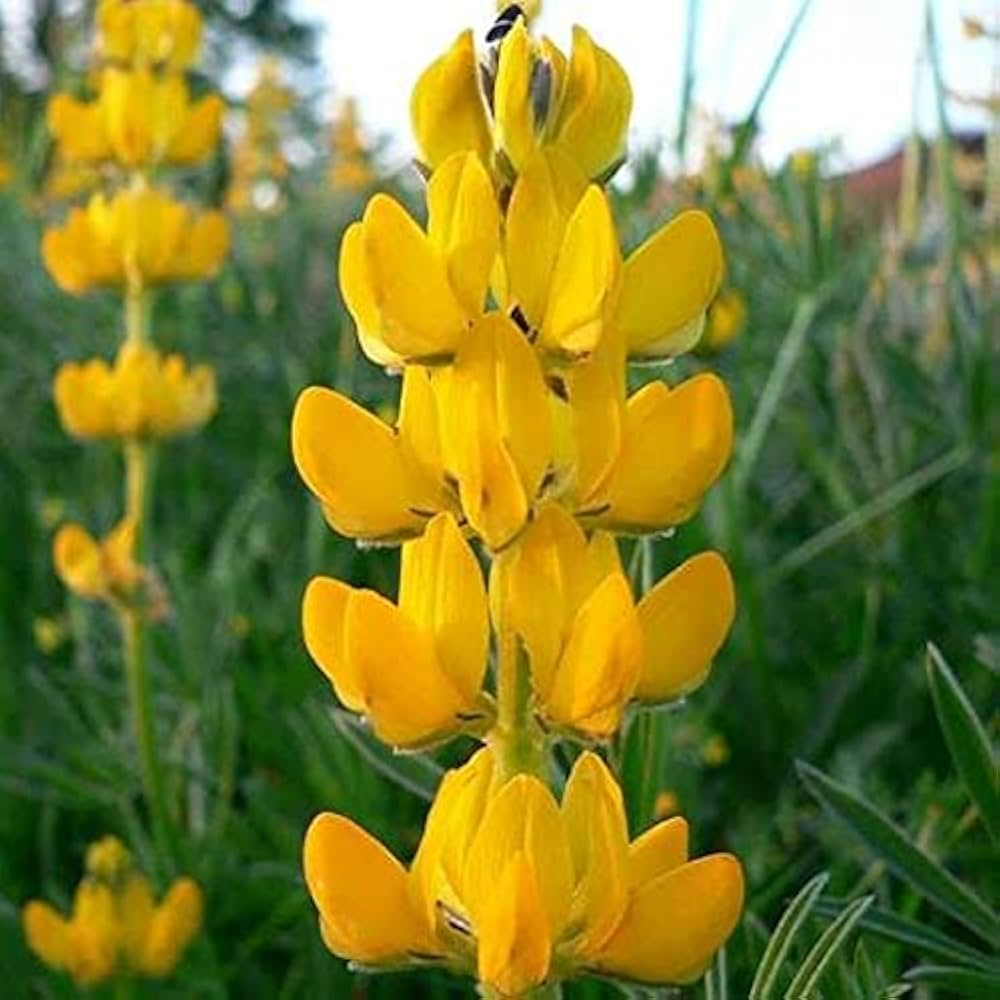 Gelb Lupine Blumensamen zur Aussaat robust Sorte Traditionssorte & ohne Gentechnik Samen Hausgarten