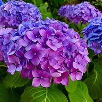 Blau lila hydrangea blume samen for anpflanzung long bloom season heirloom & gmo free samen for home garten 
 
 sale samen for home garten anpflanzung