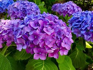 Blau lila hydrangea blume samen for anpflanzung - easy to grow, heirloom & gmo free samen for home garten
 
 sale samen for home garten