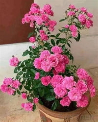 Miniature Rose Blumensamen zur Aussaat Schnitt Blume beliebt Traditionssorte & ohne Gentechnik Samen Hausgarten
