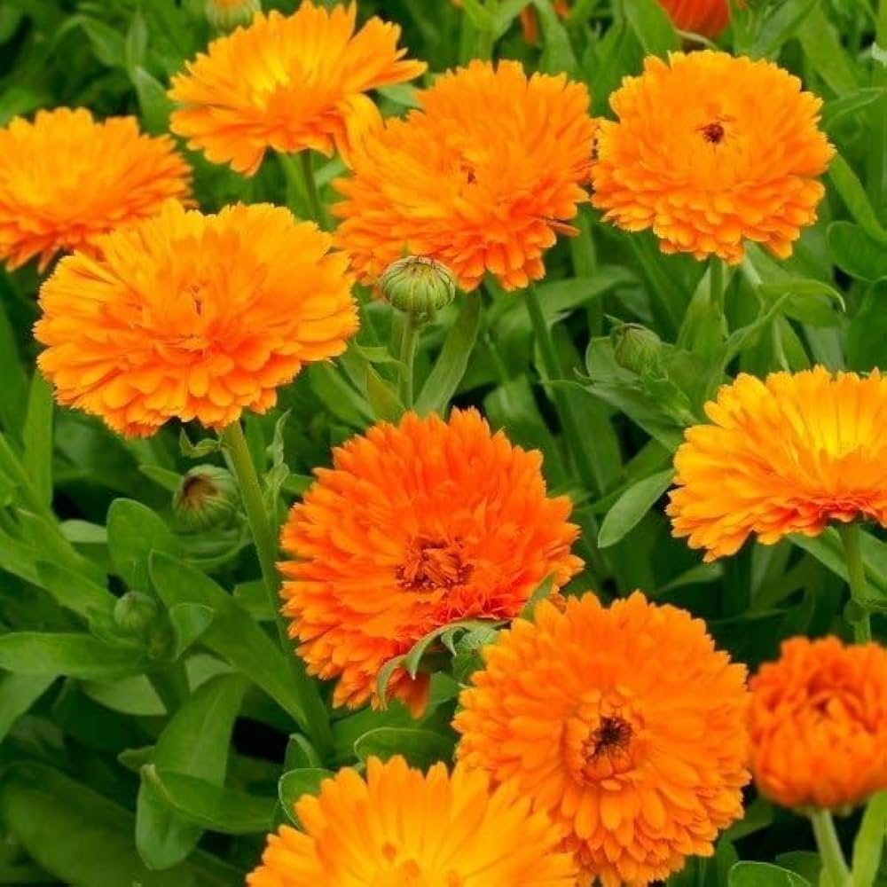 Calendula Triangle Blumensamen – Tri- Re-Seeding einjährig Blüten