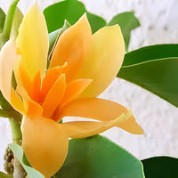 Gelb Magnolia Blumensamen – leuchtend – ausdrucksstark Gelb Magnolias Ornamental Garten Schönheit