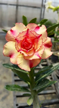 Orange & Gelb Wüstenrose Blumensamen zur Aussaat saisonal Dauerblüher Traditionssorte & ohne Gentechnik Samen Hausgarten