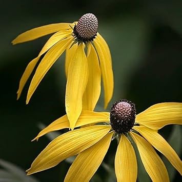 Gelb coneflower samen for anpflanzung - colorful display, heirloom & gmo free samen for home garten
 
 sale for anpflanzung in home garten.