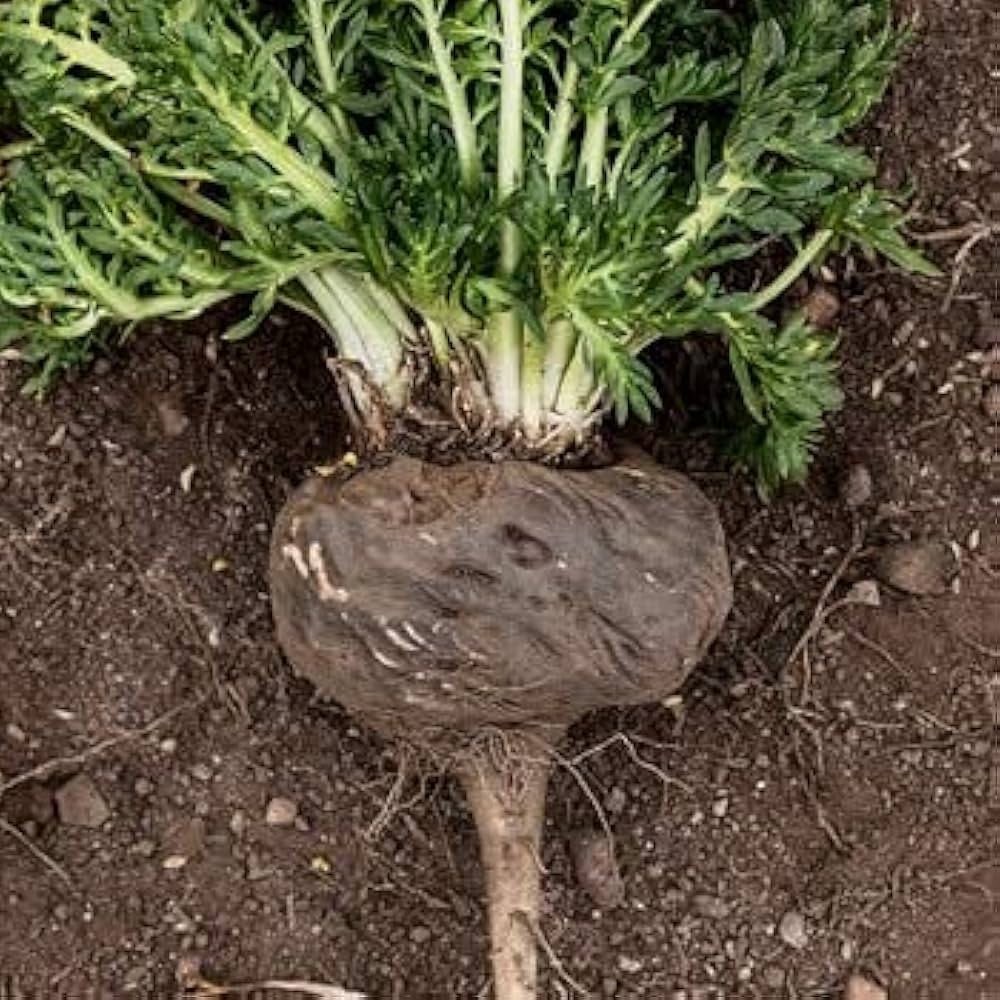 Maca Root Samen zum Pflanzen Lepidium meyenii for vegetable patches and herbal gardens