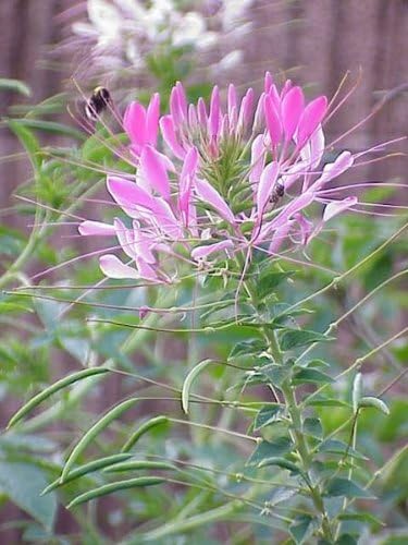Riesig Rose Queen Cleome Samen groß – leuchtend Blüten