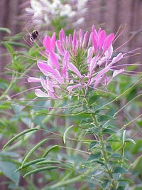 Riesig Rose Queen Cleome Samen groß – leuchtend Blüten
