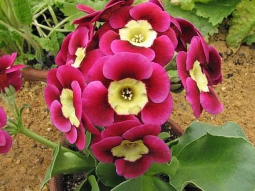 Schlüsselblume Primel Vulgaris Blumensamen