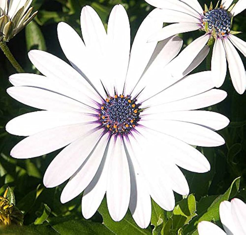 Afano Blau-Eyed Daisy Samen – Kapkörbchen für Innenräume Blume Aussaat