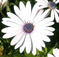 Afano Blau-Eyed Daisy Samen – Kapkörbchen für Innenräume Blume Aussaat