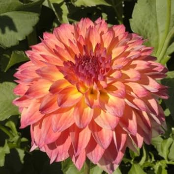 September morn dahlia blume samen for anpflanzung - fragrant blossoms, heirloom & gmo free samen for home garten
 
 sale for anpflanzung in home garten