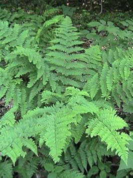 Grün fern spore blume samen for anpflanzung - seasonal bloomer, heirloom & gmo free samen for home garten
 
 sale samen for home garten