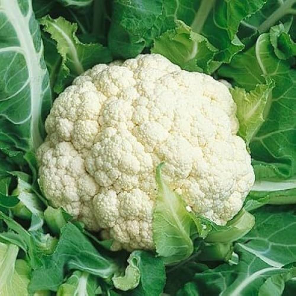 Cauiliflower Andes F1 Samen Robust und Flavorful Cauliflower Garten