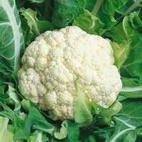 Cauiliflower Andes F1 Samen Robust und Flavorful Cauliflower Garten