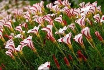Candy cane sorrel blume samen for anpflanzung - compact growth, heirloom & gmo free samen for home garten
 
 sale samen for home garten