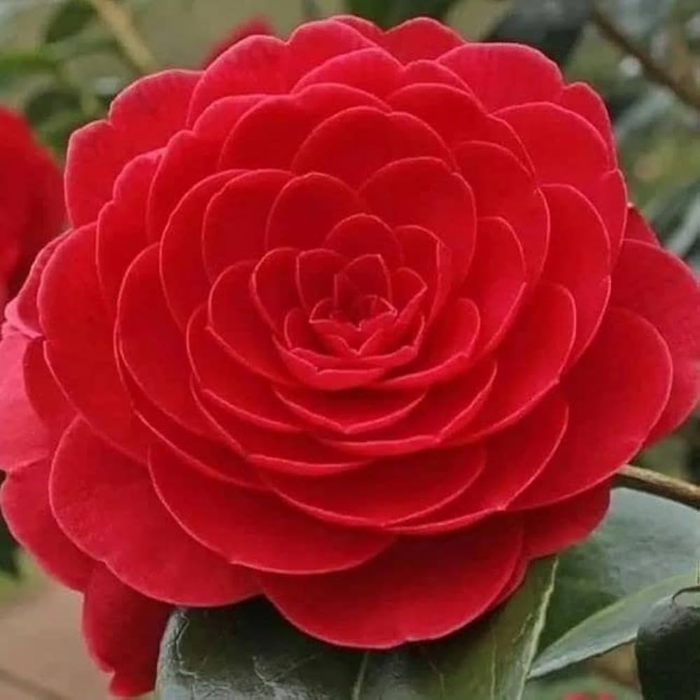 riesig Geranie Samen Weiß Rose Pelargonium – elegant Geranie Garten Schauanlagen