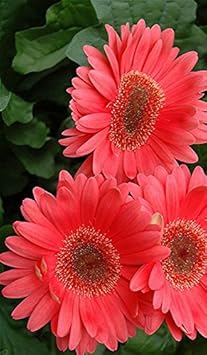 Gerbera blume samen for anpflanzung - premium quality, heirloom & gmo free samen for home garten
 
 sale for anpflanzung in home garten.