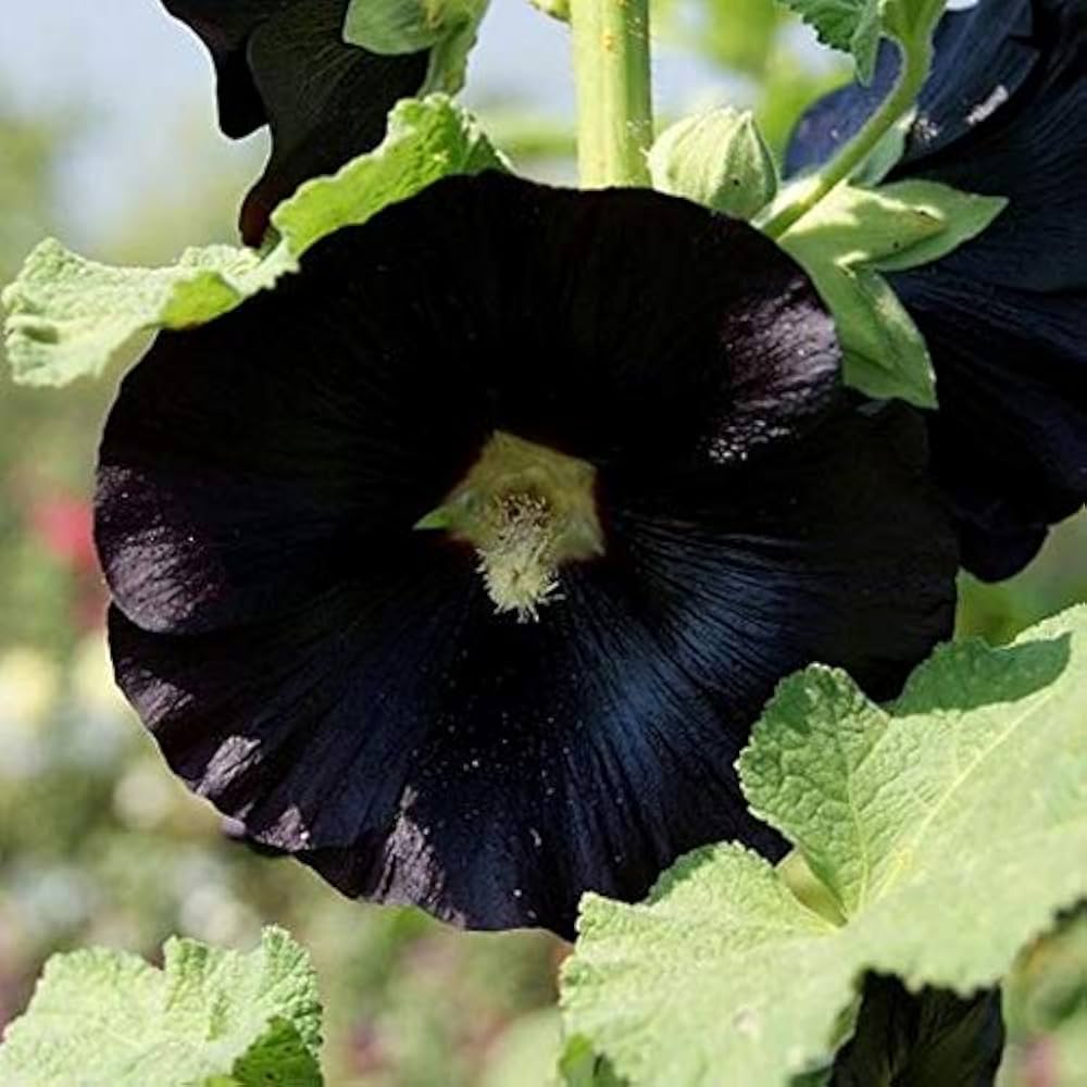 Schwarz Stockrose Blumensamen zur Aussaat Halbschatten verträglich Traditionssorte & ohne Gentechnik Samen Hausgarten