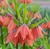 Rot Fritillaria Imperialis Blumensamen zur Aussaat – Wildblume Mischung – Traditionssorte & ohne Gentechnik Samen Hausgarten