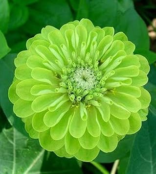 Light grün zinnia blume samen for anpflanzung - premium quality, heirloom & gmo free samen for home garten
 
 sale for anpflanzung in home garten