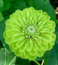 Light grün zinnia blume samen for anpflanzung - premium quality, heirloom & gmo free samen for home garten
 
 sale for anpflanzung in home garten
