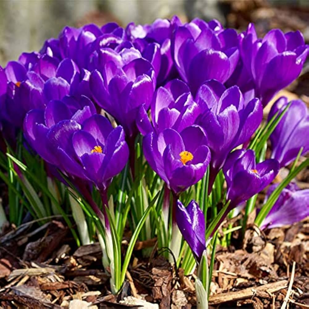 Lila Blume Pot Blumensamen zur Aussaat – hochwertige Qualitäts- – Traditionssorte & ohne Gentechnik Samen Hausgarten