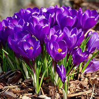 Lila Blume Pot Blumensamen zur Aussaat – hochwertige Qualitäts- – Traditionssorte & ohne Gentechnik Samen Hausgarten