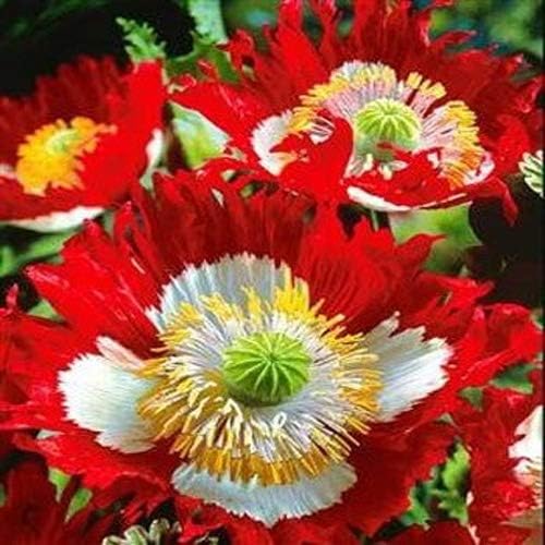 Danish Flag Poppy Samen Rot & Weiß Blumen