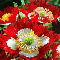 Danish Flag Poppy Samen Rot & Weiß Blumen